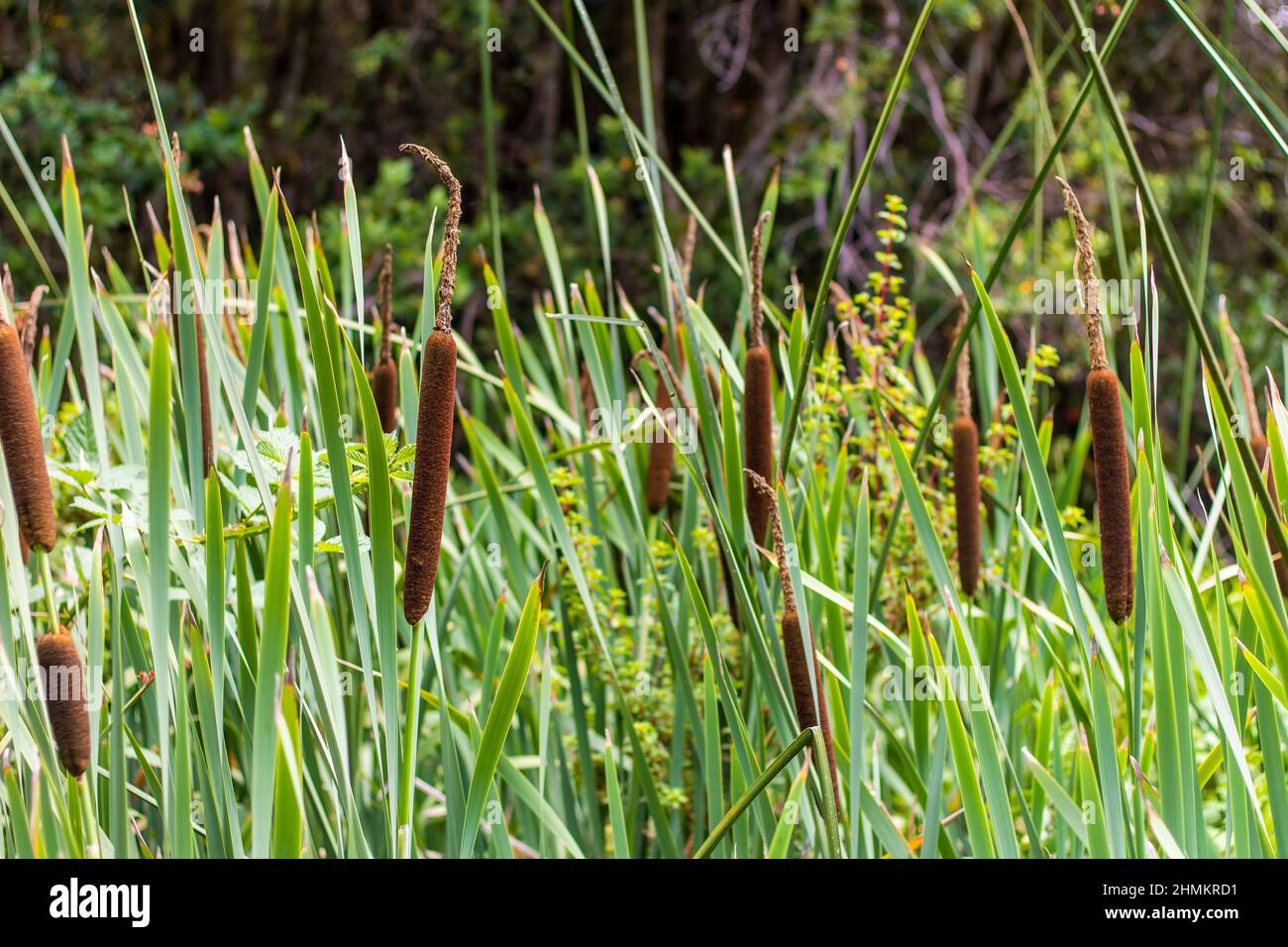Schoenoplectus californicus plants on a wetland in Valdivia, Chile. Stock Photo