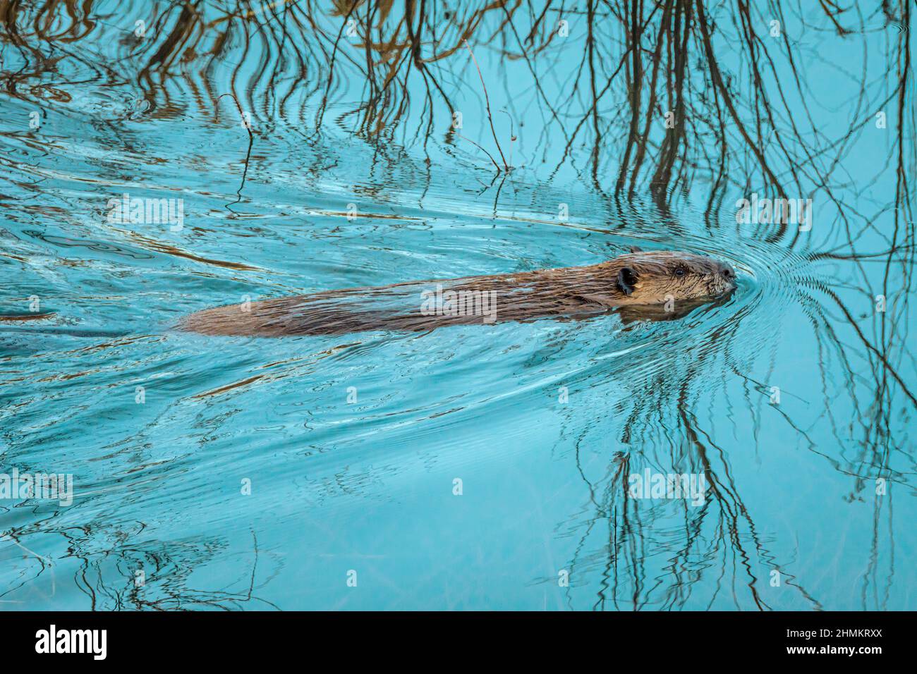 American Beaver (Castor canadensis) swims in East Plum Creek with the reflection of willows in water. Castle Rock Colorado USA. Photo taken- January. Stock Photo