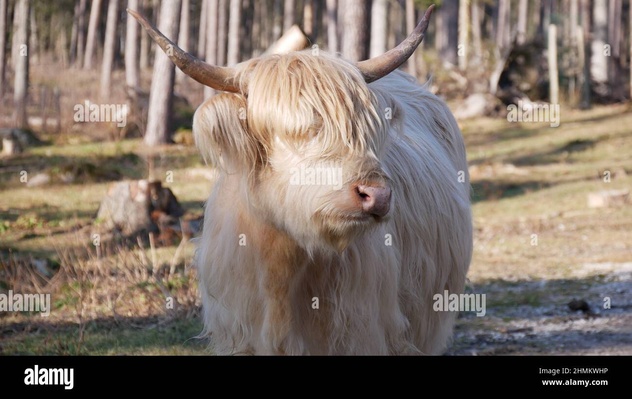 White Highland Cattle
