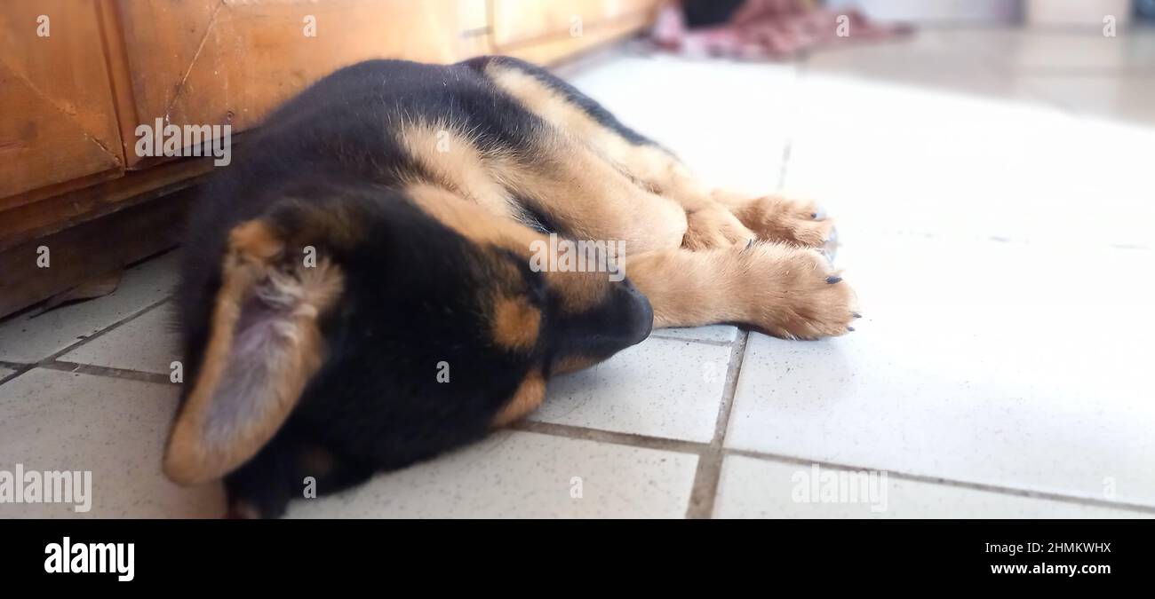 Closeup shot of cute dog sleeping on the floor Stock Photo - Alamy