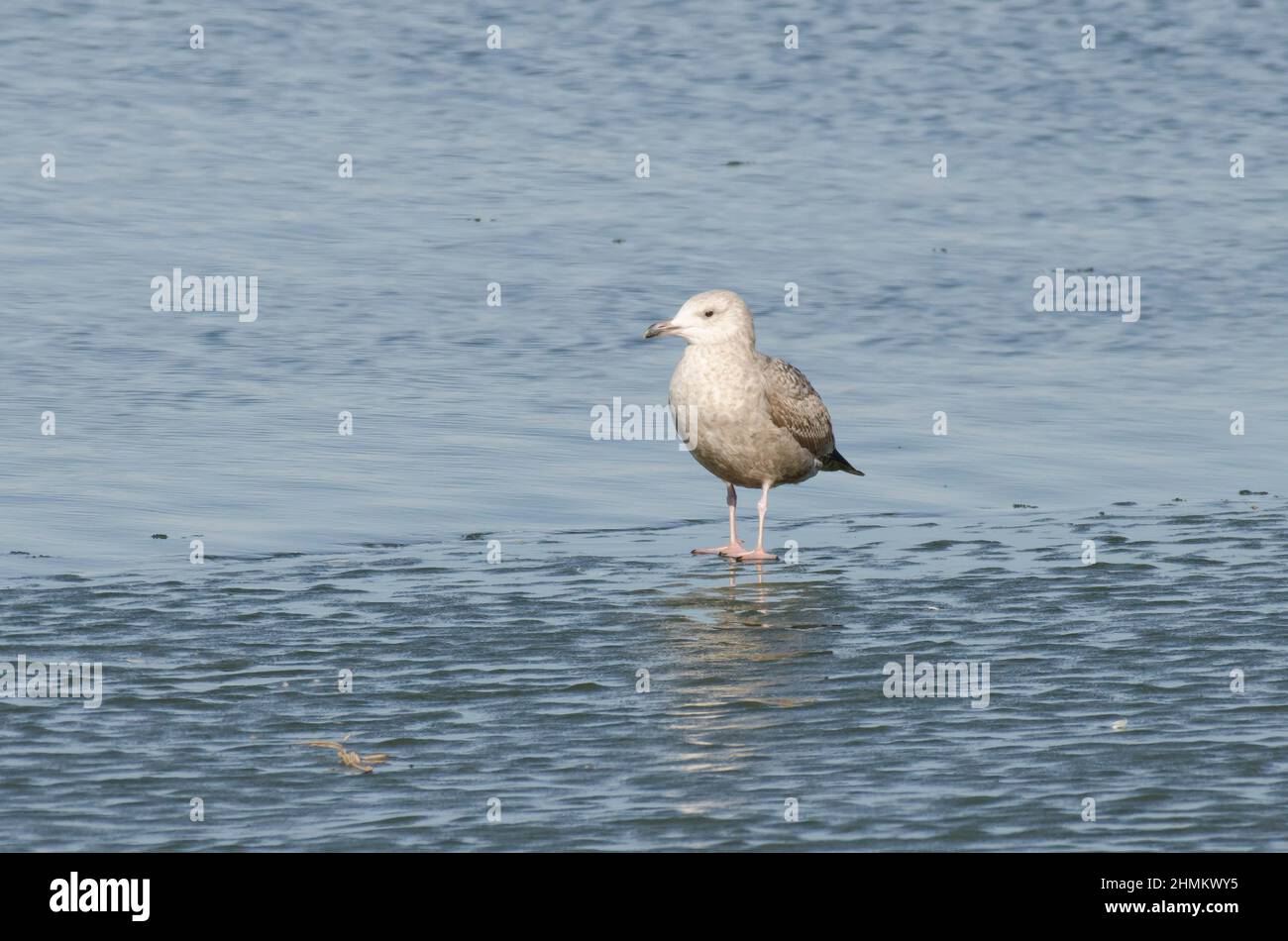 Herring Gull, Larus argentatus, standing on ice edge Stock Photo