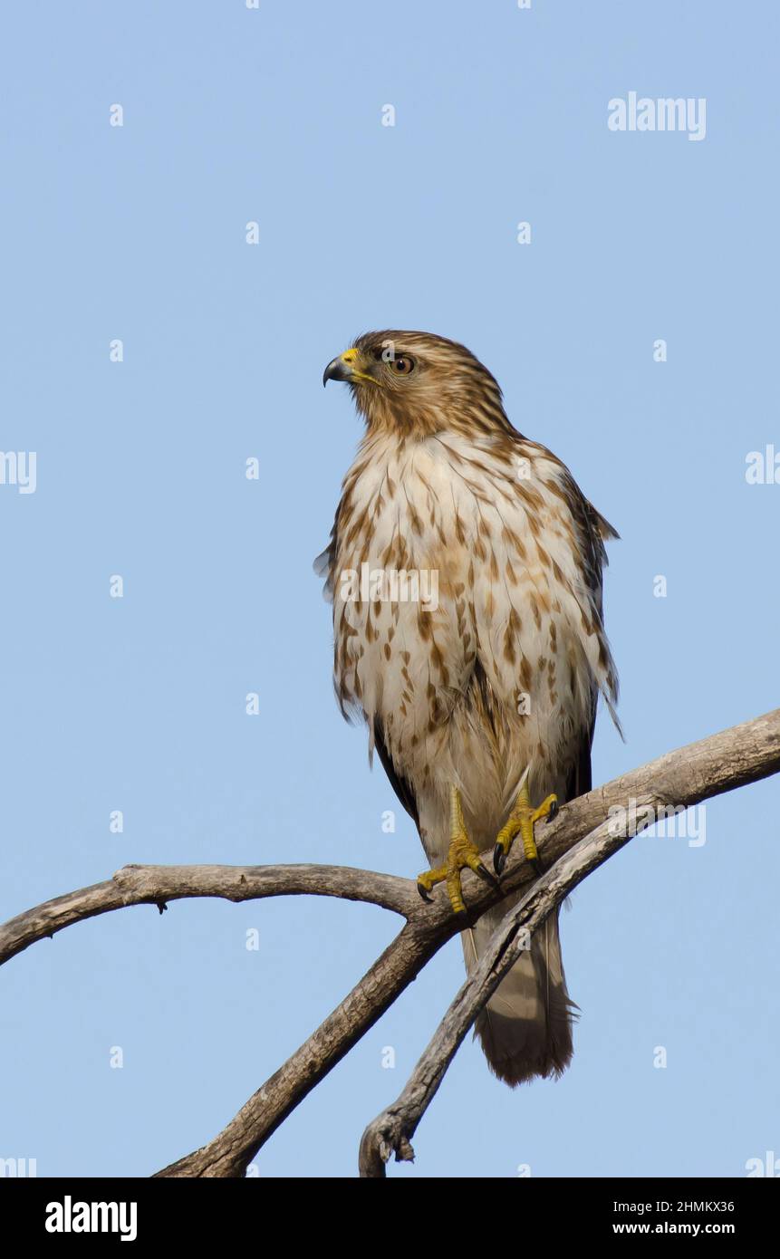 Immature hawk hi-res stock photography and images - Alamy
