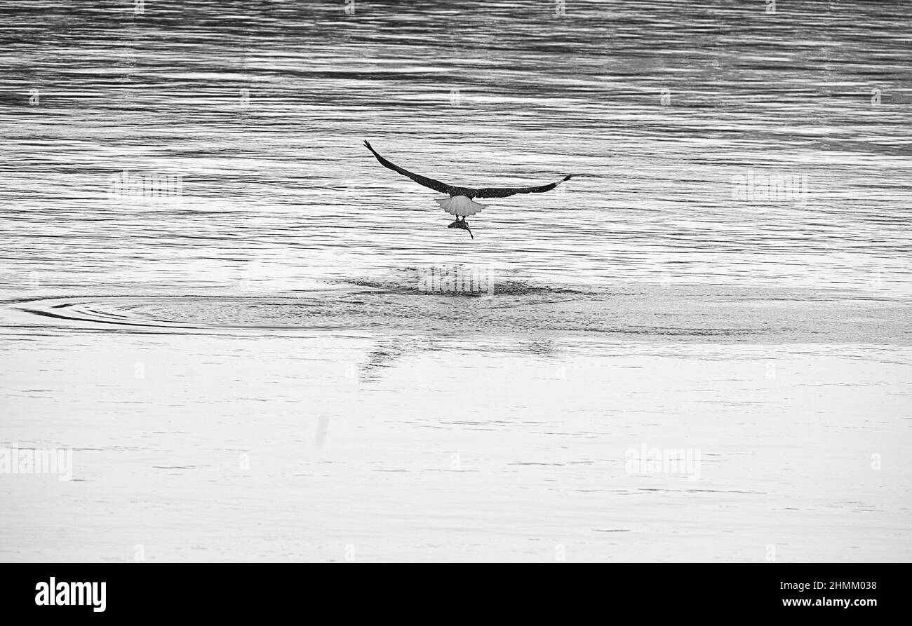 White sky bald eagle Black and White Stock Photos & Images - Alamy