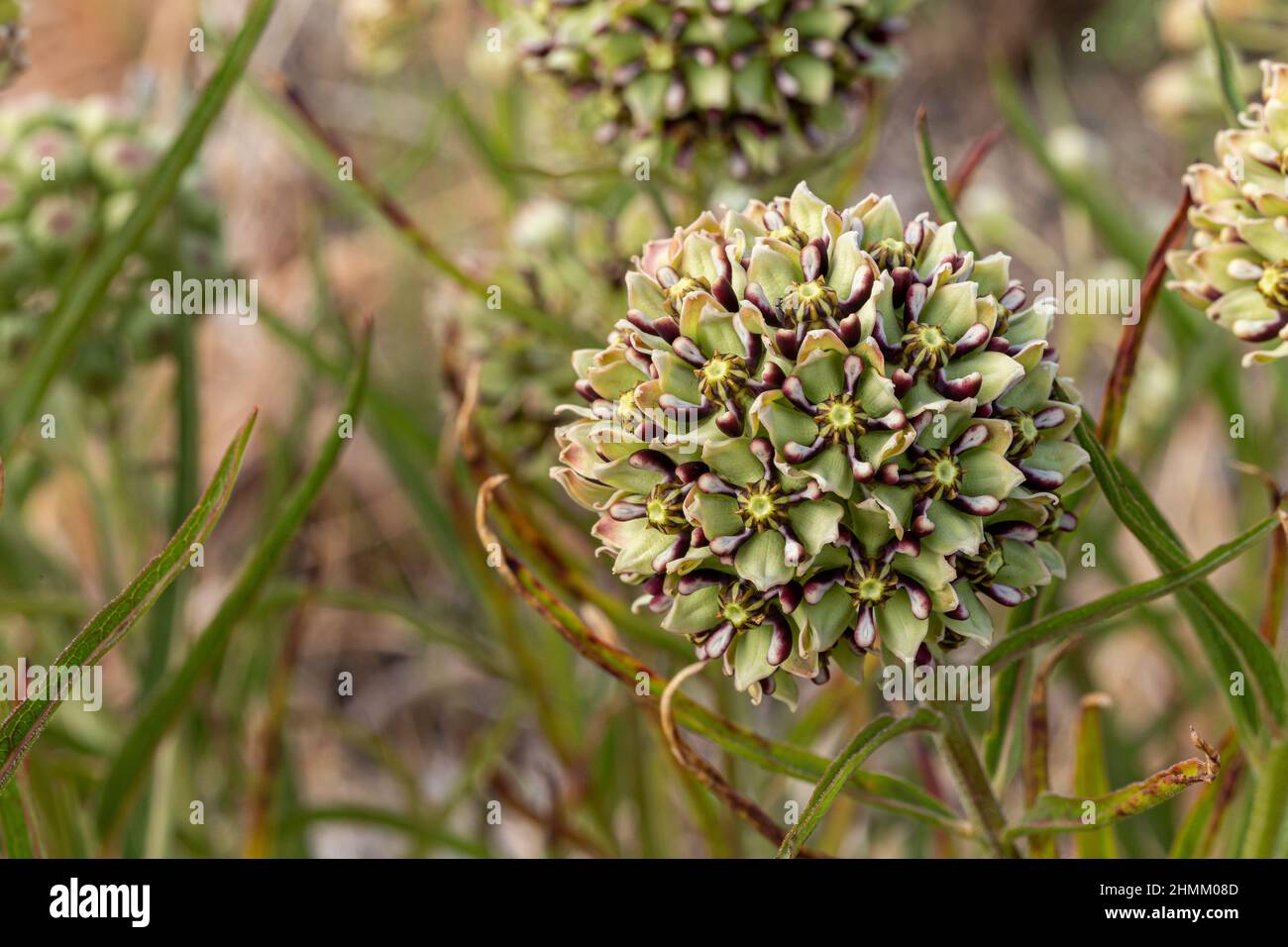Antelope horns milkweed is an important nectar and host plant for monarch and queen butterflies. Stock Photo