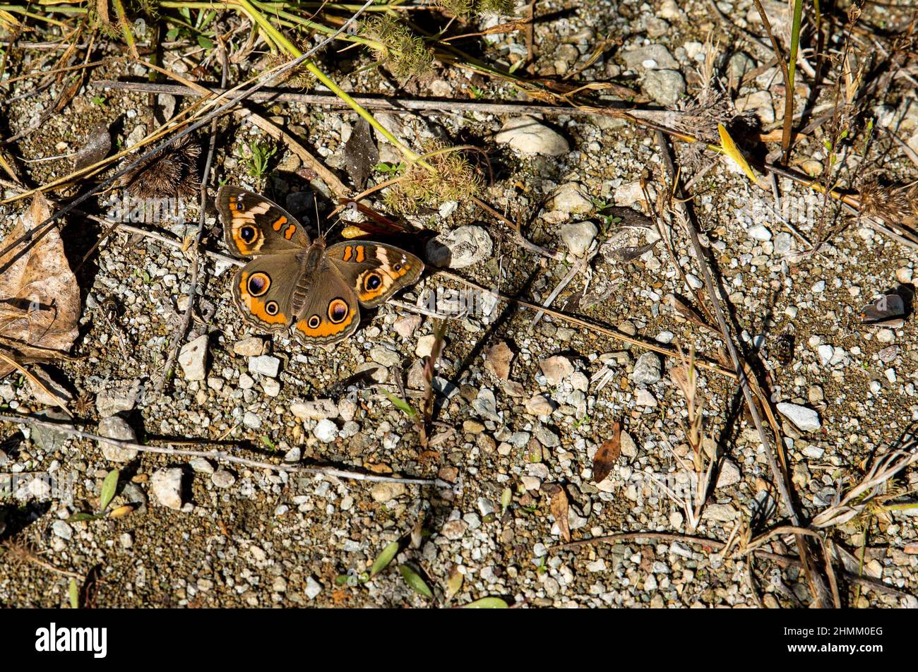 A Common Buckeye butterfly sips salts from the saline soils near a desert spring. Stock Photo