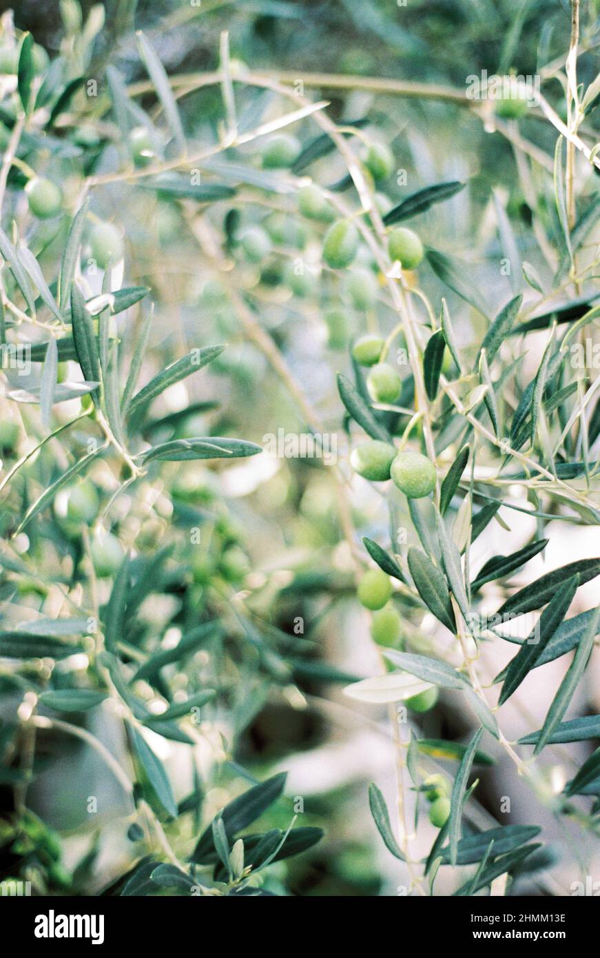 Green olives on the branches among the leaves. Close-up Stock Photo - Alamy