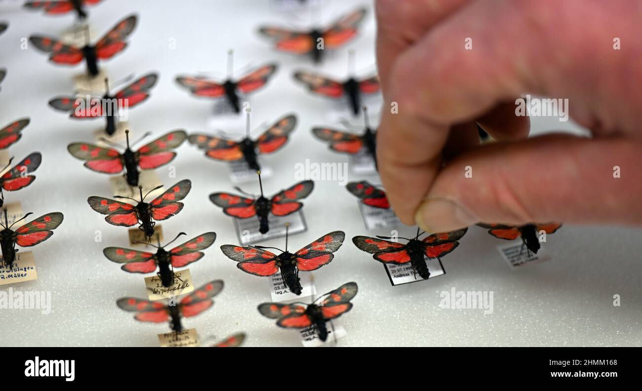 Erfurt, Germany. 10th Feb, 2022. The diurnal moths called