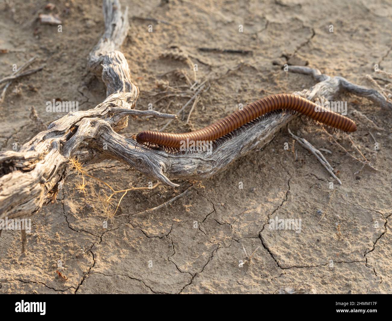 Desert millipedes emerge during the summer monsoons. To escape the heat of the desert floor they climb into shrubs. Stock Photo
