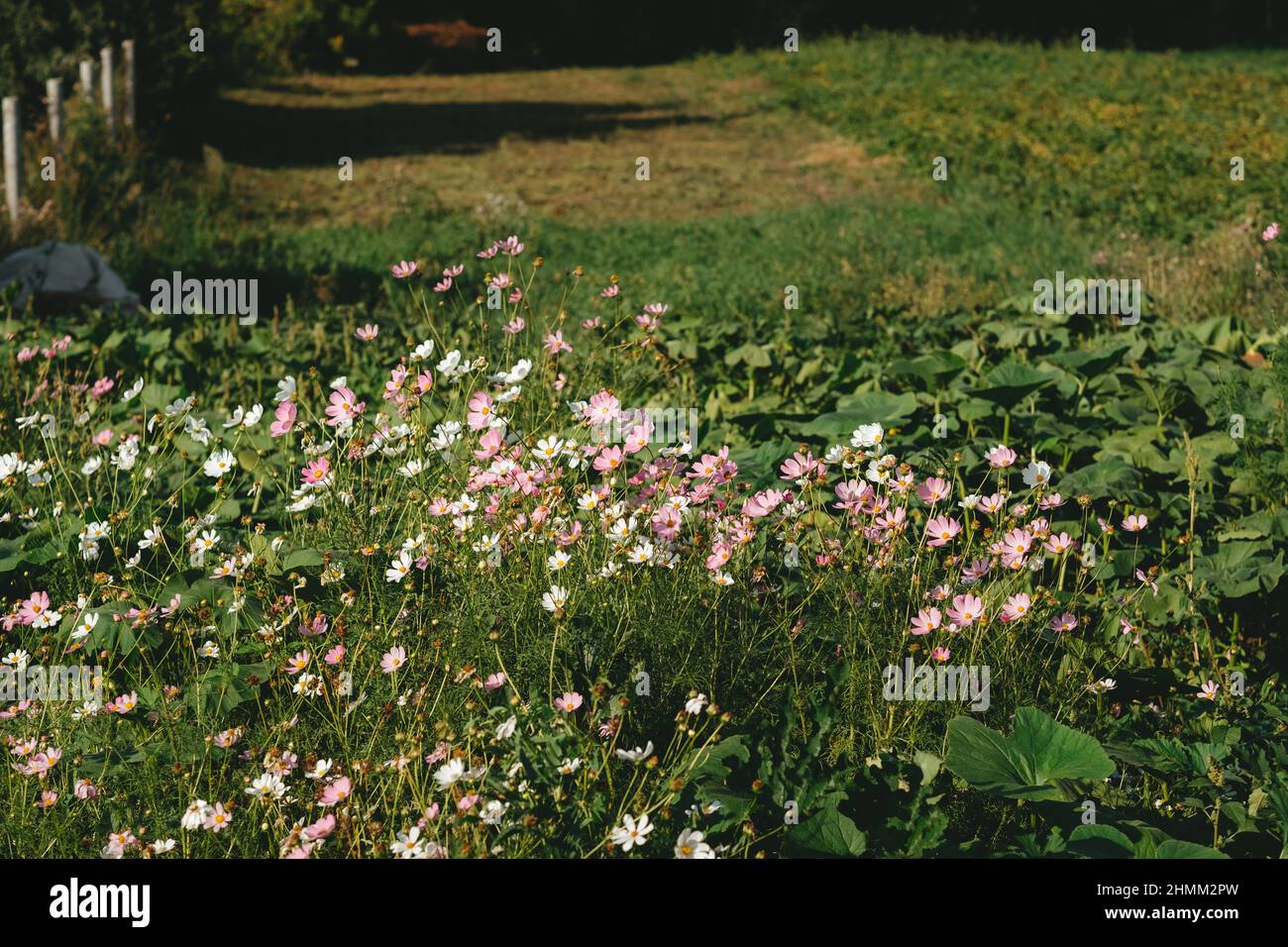 wild flowers of purple color, in the field Stock Photo - Alamy