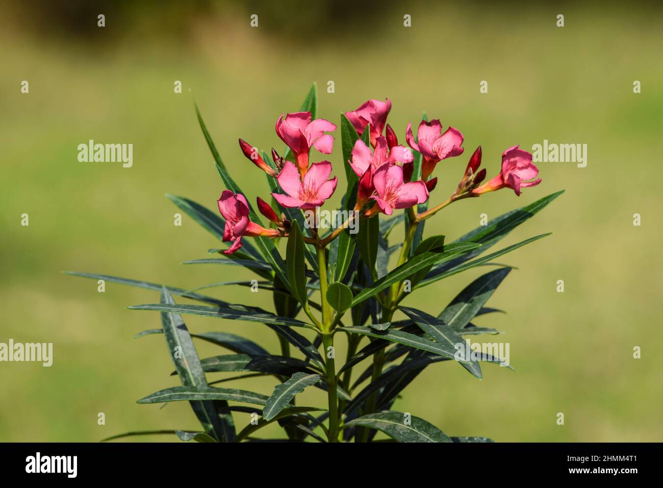 Cascabela thevetia flowers also known as Kaner flower. Dark pink color