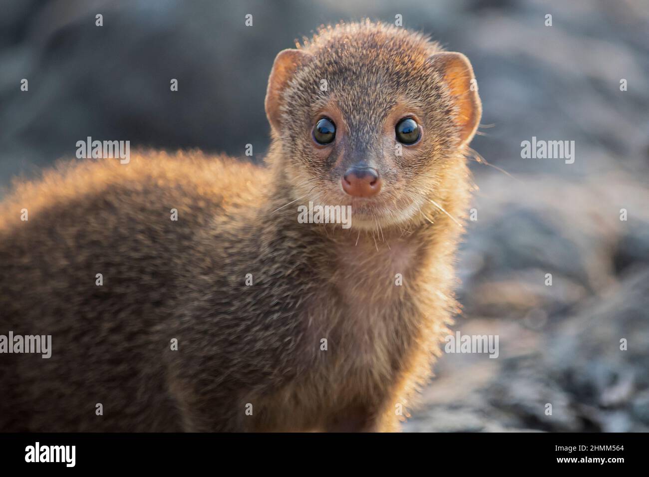 Face close up of a cute gray mongoose Stock Photo