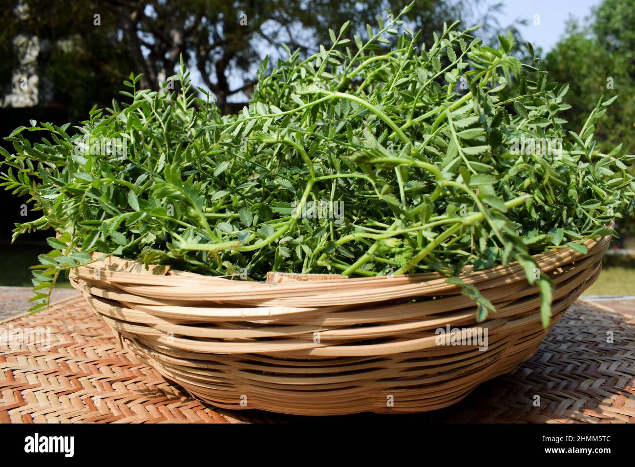 Green leafy Chickpea vegetable leaves. Tender chana chick pea or Bengal gram legume leaves in wicker bamboo basket sold in market outside in farm Stock Photo