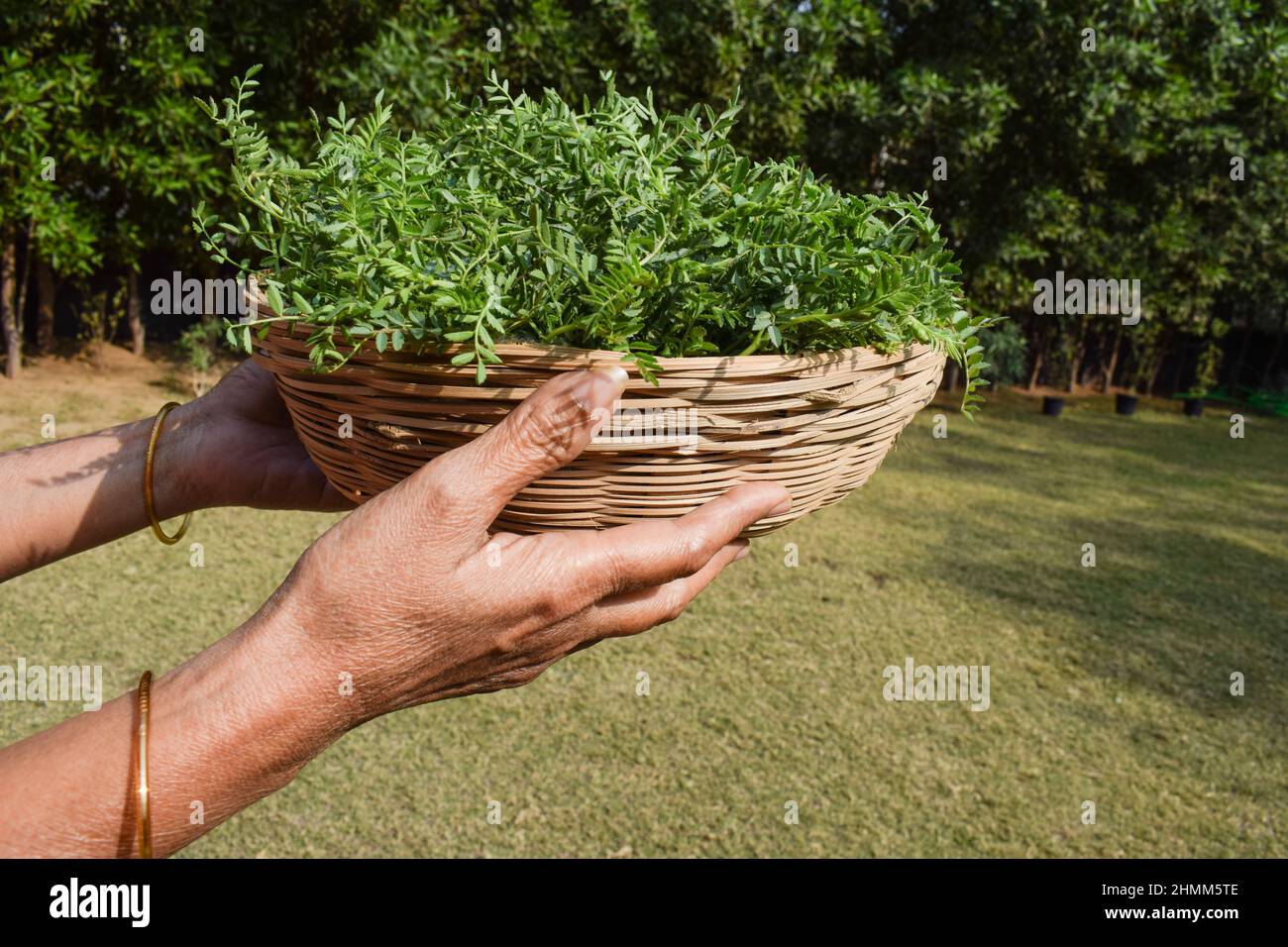 Female holding Green leafy Chickpea vegetable leaves. Tender chana chick pea or Bengal gram legume leaves in wicker bamboo basket sold in market outsi Stock Photo