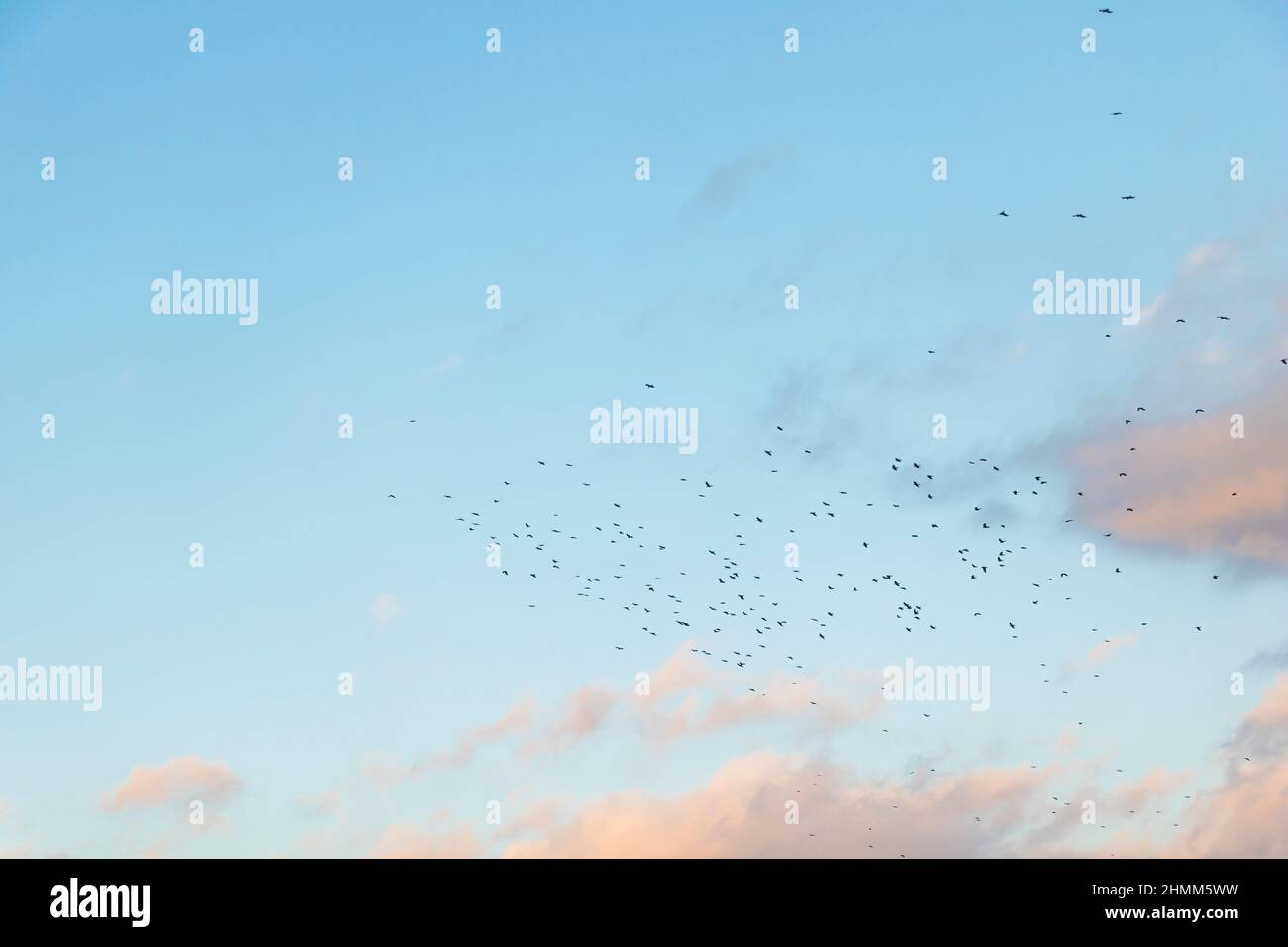 A blue cloudy sky with birds flying Stock Photo - Alamy