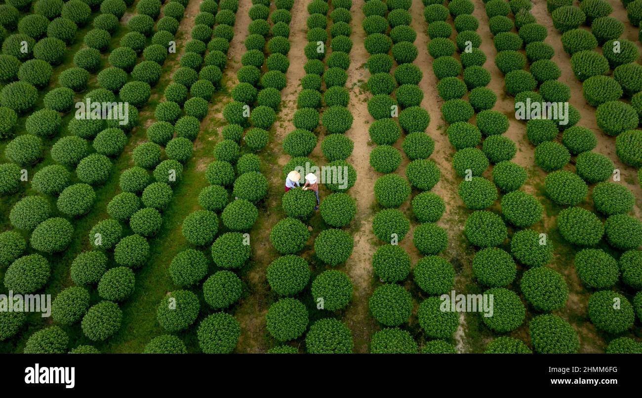 Dong Da Town, Qui Nhon City, Binh Dinh, Vietnam - January 2, 2022: Farmers take care of chrysanthemum gardens to prepare for sale on the occasion of L Stock Photo