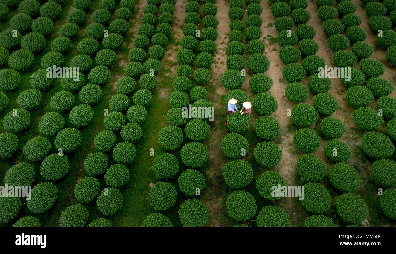 Dong Da Town, Qui Nhon City, Binh Dinh, Vietnam - January 2, 2022: Farmers take care of chrysanthemum gardens to prepare for sale on the occasion of L Stock Photo