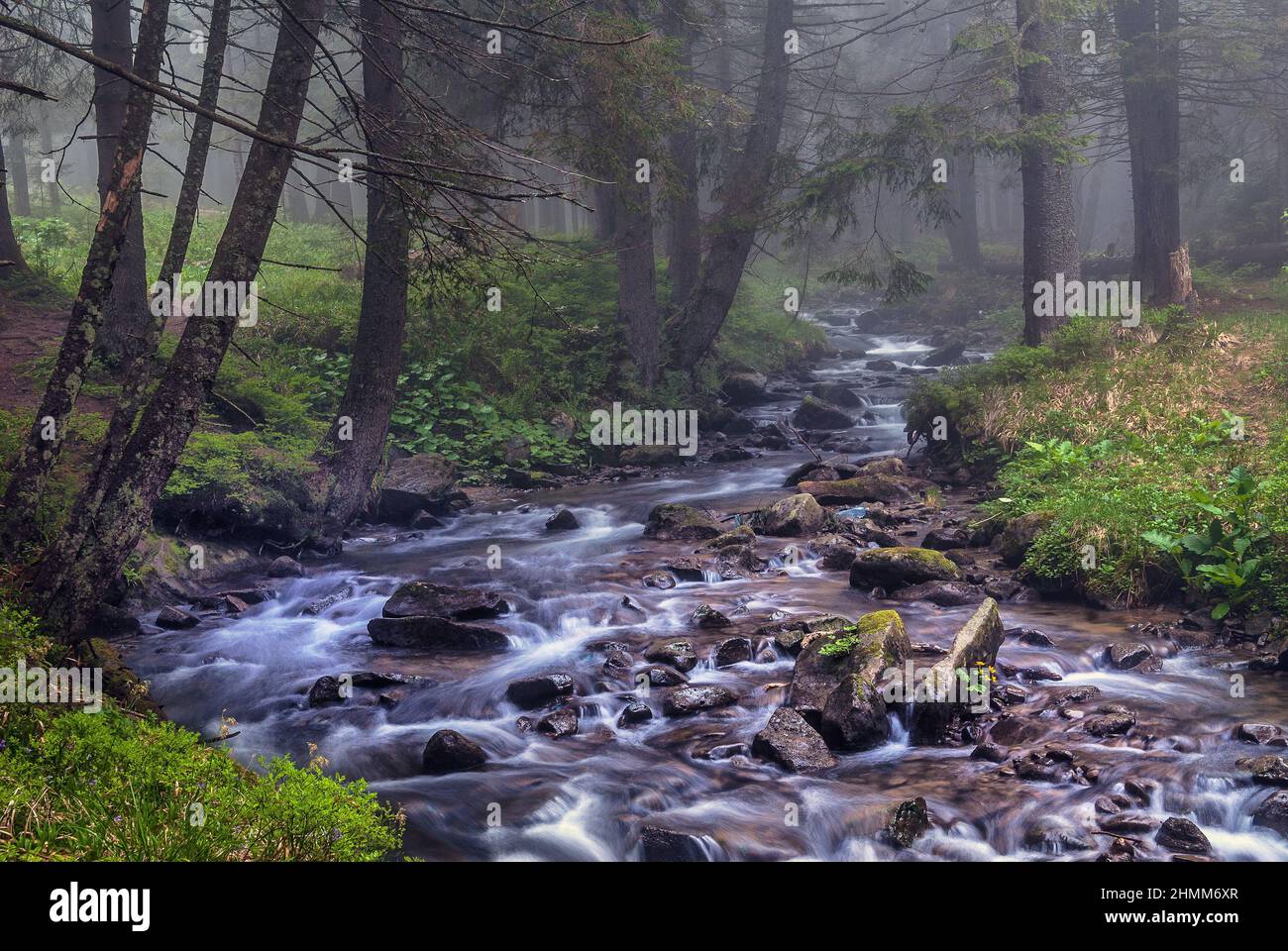 Fast flow breakers among wild forest at sunrise under the top of Hoverla, stormy clean water feeds the river Prut on the background of wild mountain s Stock Photo