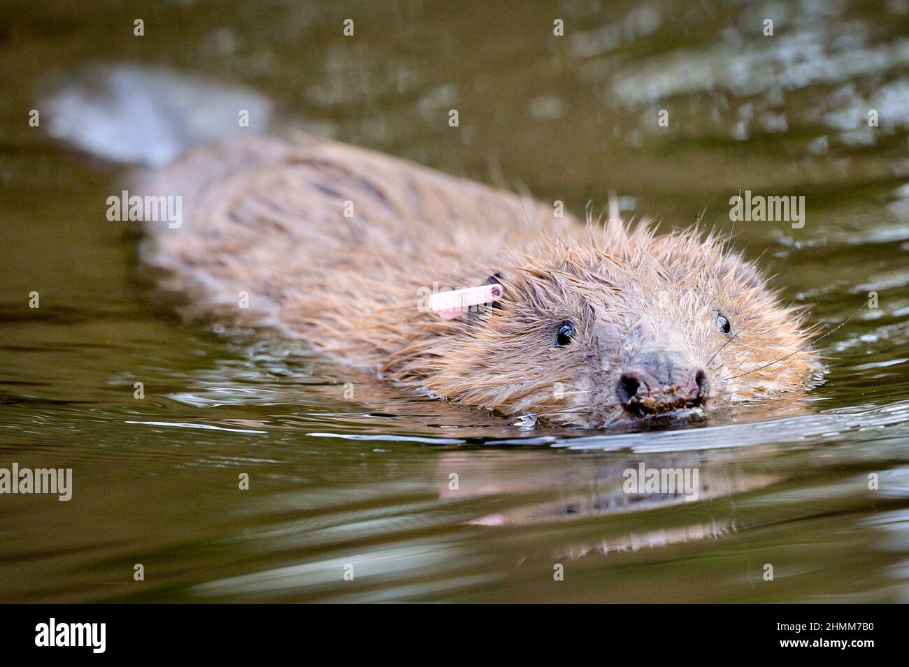 File photo dated 30/01/20 of an adult beaver released back into the wild.The Woodland Trust is bidding to turn a rural Devon site into new woods for an array of wildlife, in the county where the charity first started its work. It is asking for the public's help to raise the rest of the £2.5 million needed to transform land near Lympstone, close to the Exe Estuary, with a mixture of planting and letting trees and shrubs grow back naturally. Issue date: Friday February 11, 2022. Stock Photo