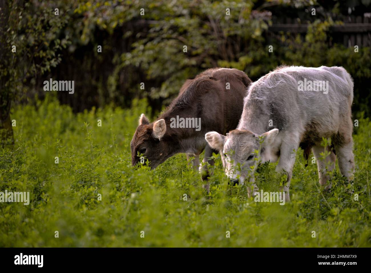 Cute calves grazing the grass in a rural meadow Stock Photo - Alamy