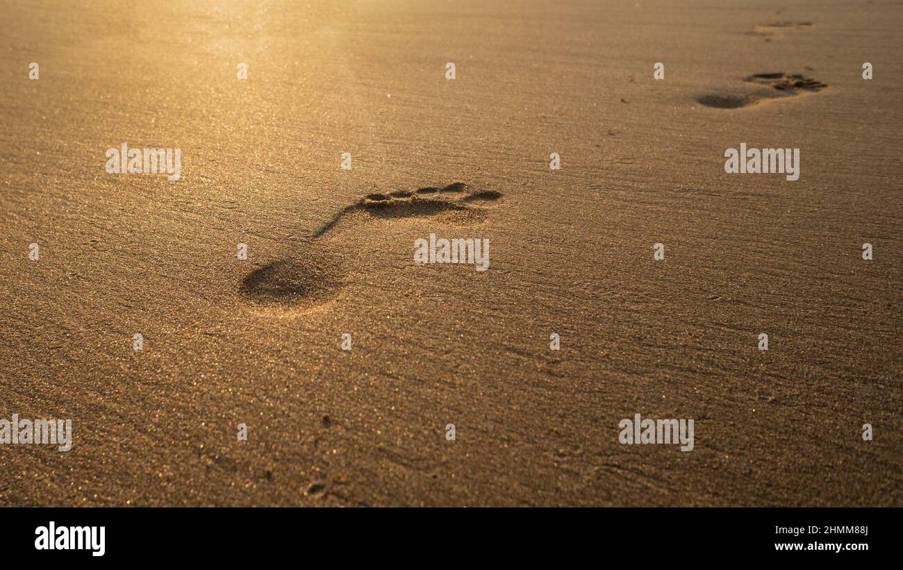 Footprints on the sandy beach at sunrise Stock Photo