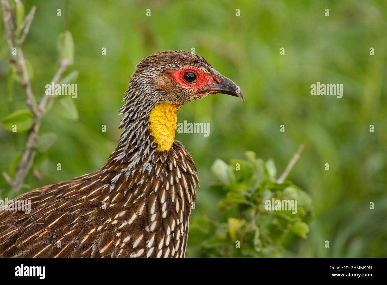 Yellow-necked Spurfowl - Pternistis leucoscepus, beautiful colored ground bird from African bushes and savannahs, Tsavo East, Kenya. Stock Photo