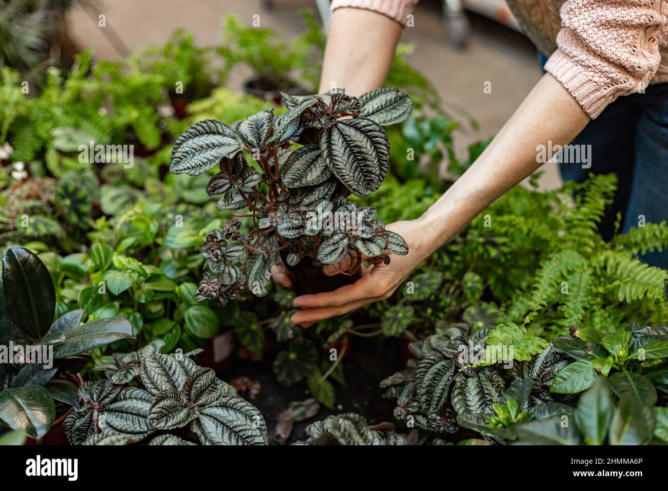 Human hands hold plants in a pot. Finding and buying plants for home gardening. Unrecognizable