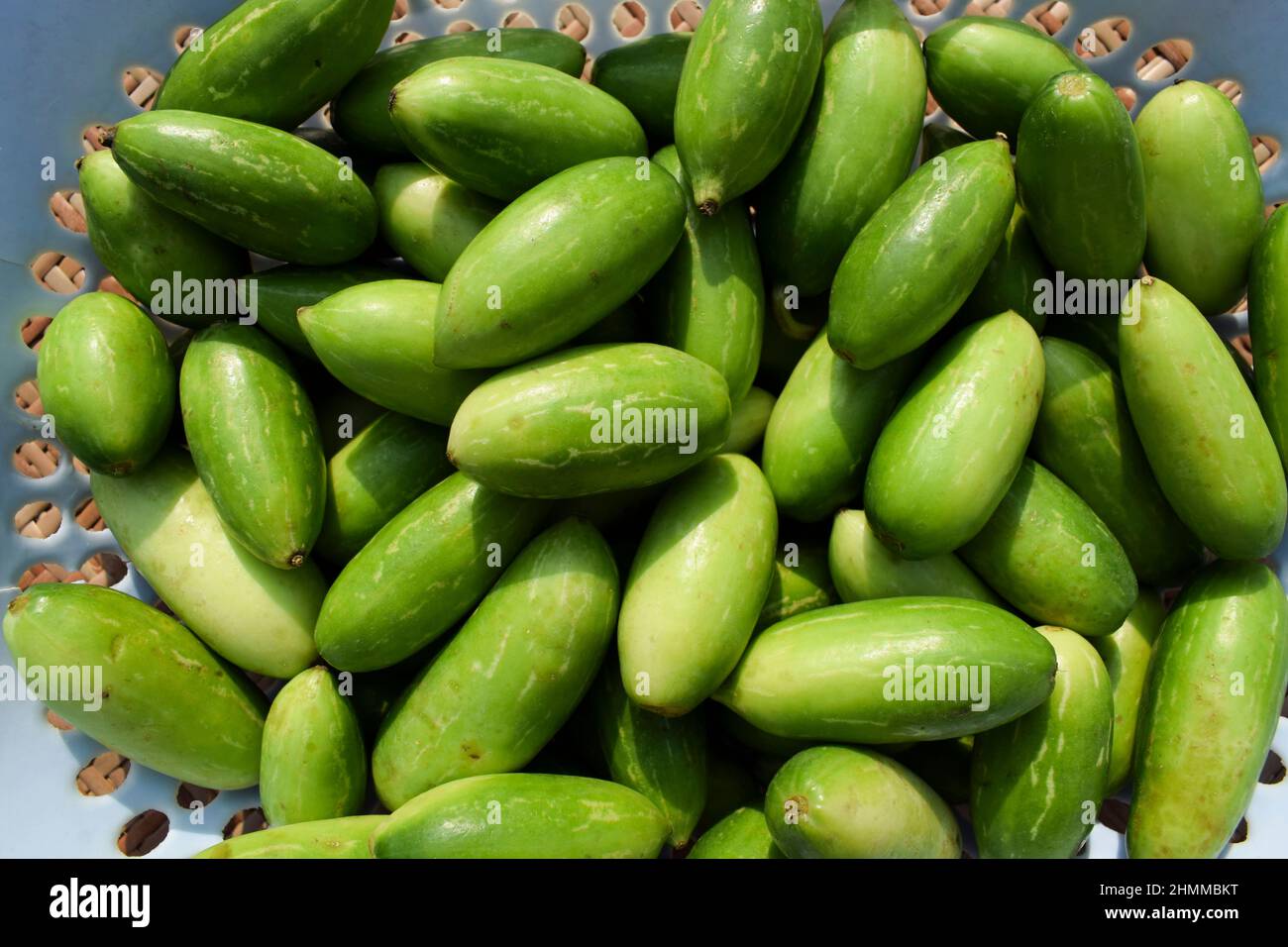 Big size Ivy gourds in basket. Green vegetables authentic India grown Tindora or Tinde fresh organic vegetables in basket. Stock Photo