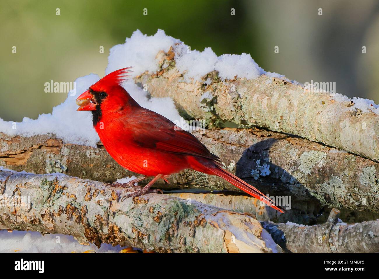 Closeup shot of a red cardinal bird perching on a tree branch against a ...