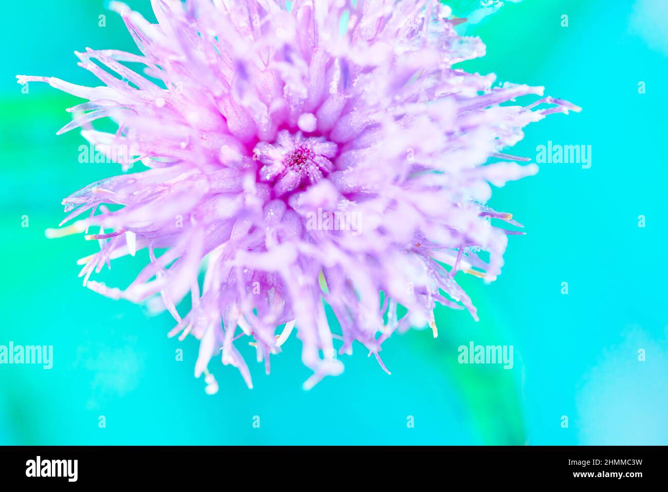 Vibrant macro close-up of a frosty bright, colorful lilac pink wild thistle flower in the fall autumn, with a turquoise background. Scottish wildlife. Stock Photo