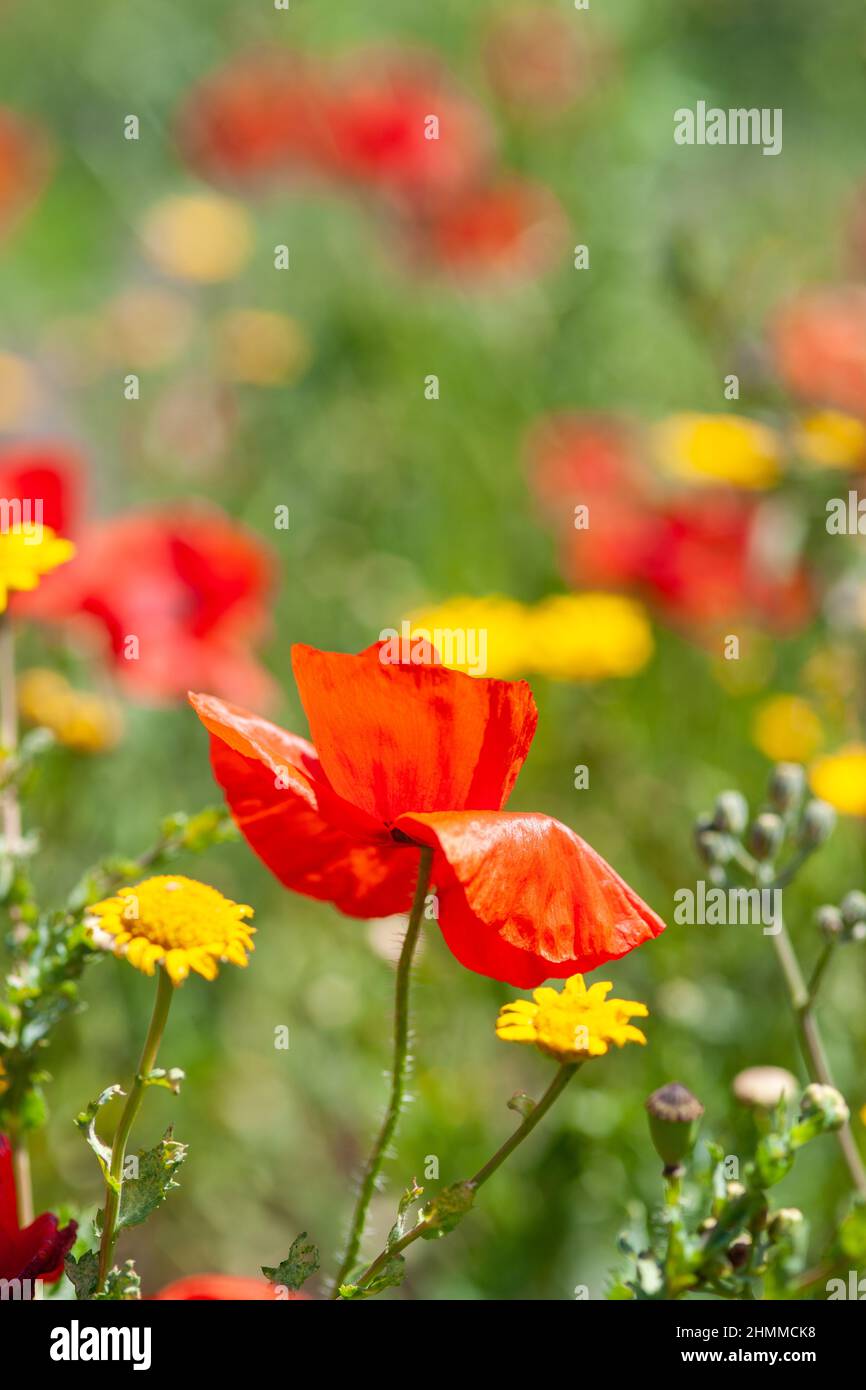 FRANCE Pyrenees Orientales Roussillon spring poppies Stock Photo