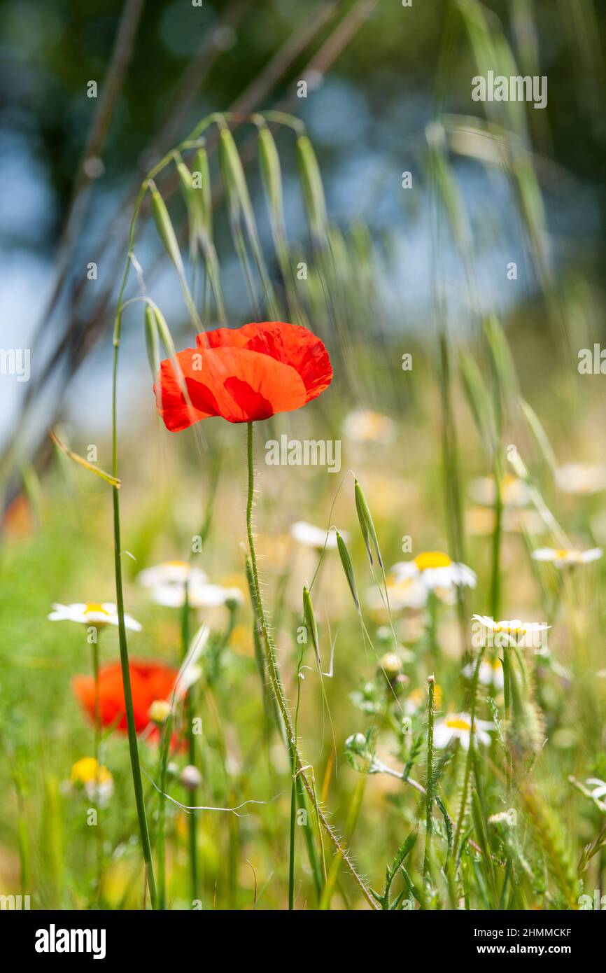 FRANCE Pyrenees Orientales Roussillon spring poppies Stock Photo