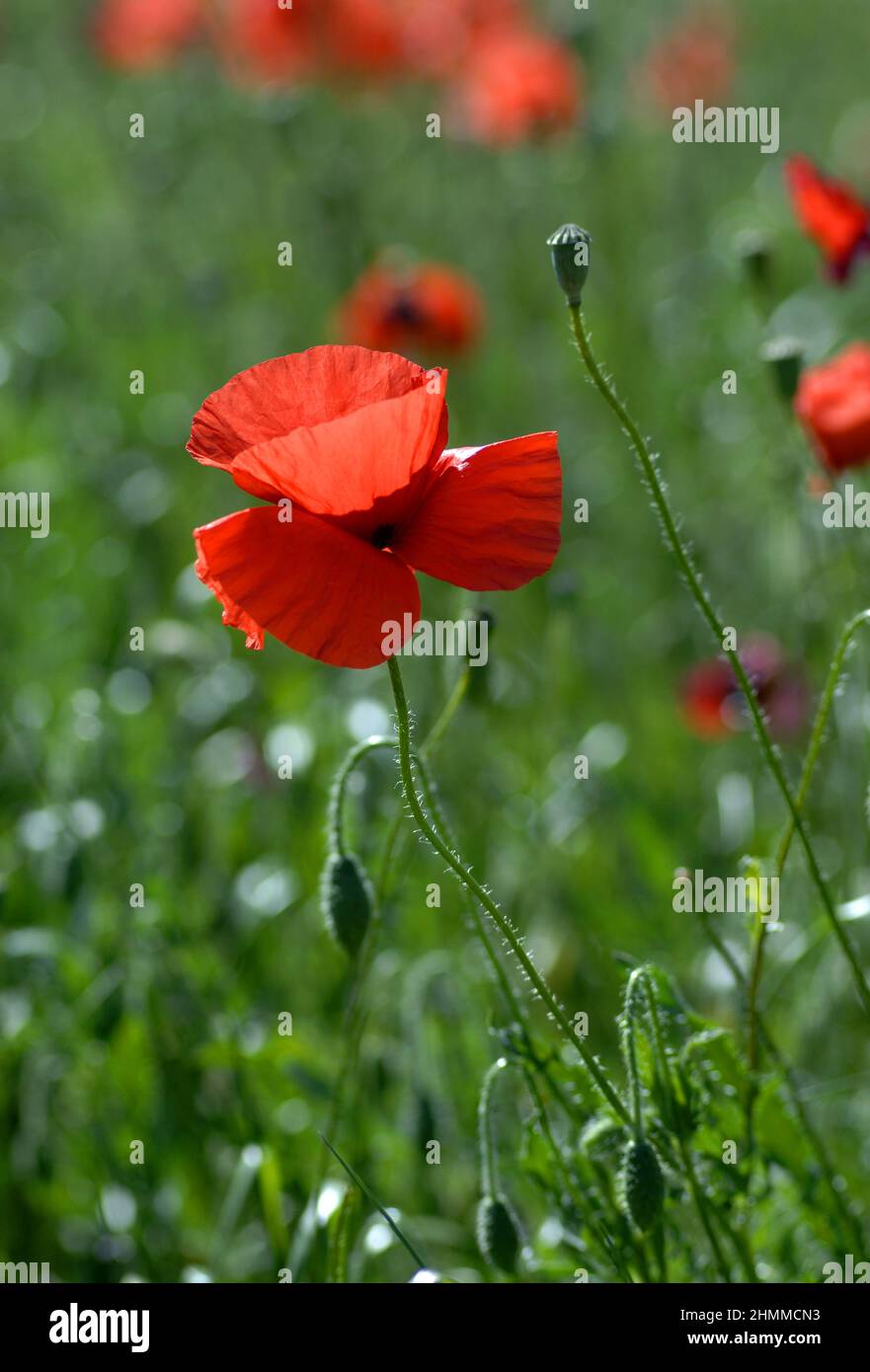 FRANCE Pyrenees Orientales spring poppies Stock Photo