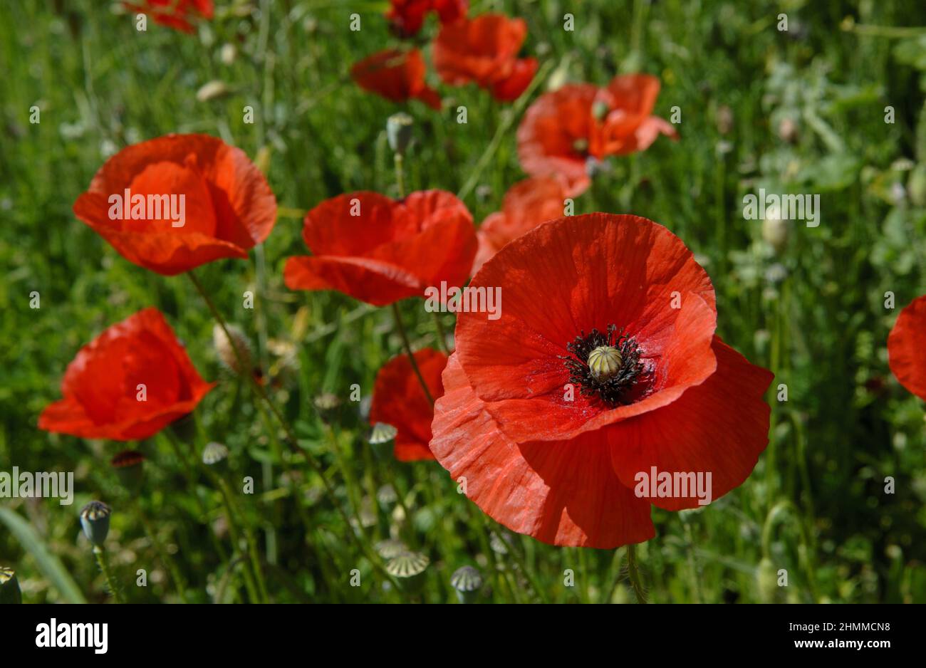 FRANCE Pyrenees Orientales Roussillon  poppies Stock Photo