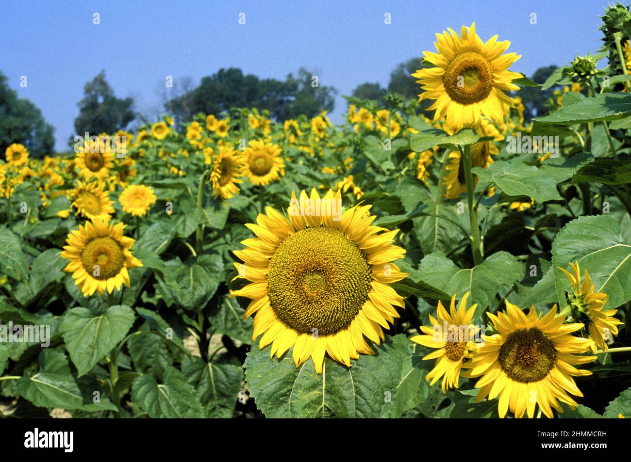 Agriculture SUNFLOWER Stock Photo - Alamy