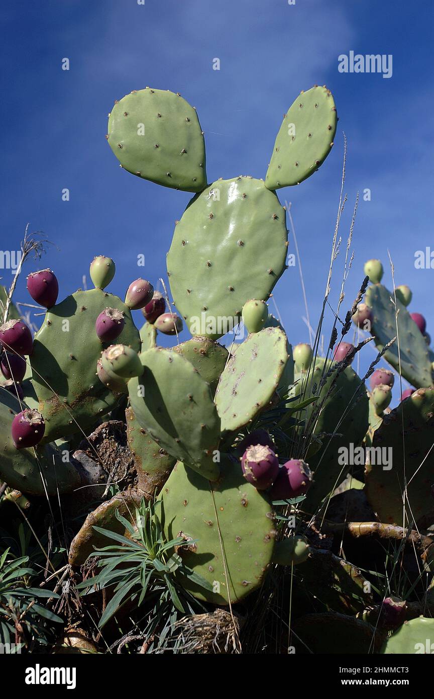 cactus mediterranean greasy plant succulent plant Mickey symbol Stock Photo