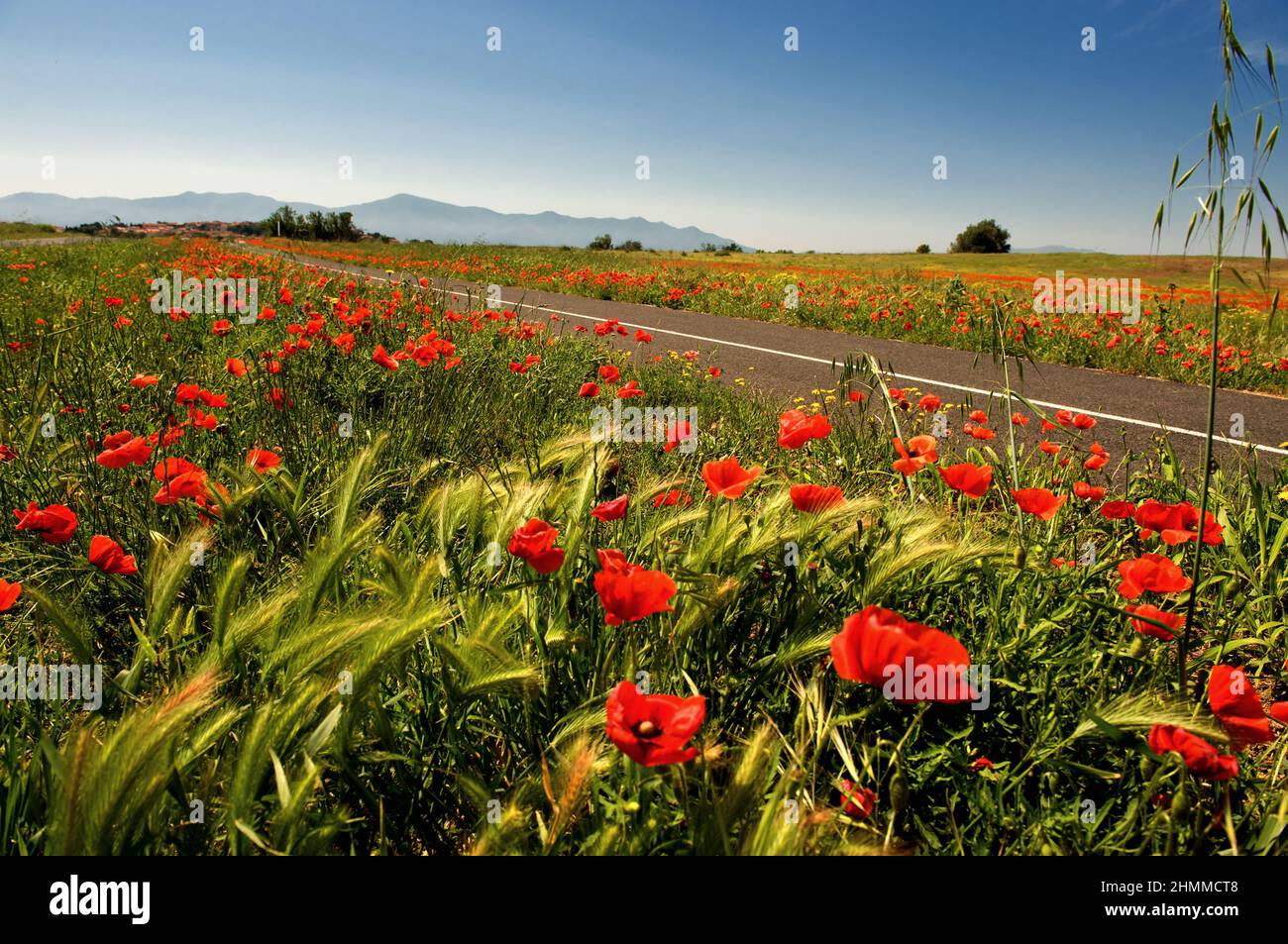 France Pyrenees Orientales Roussillon spring road spring flowers poppies Stock Photo