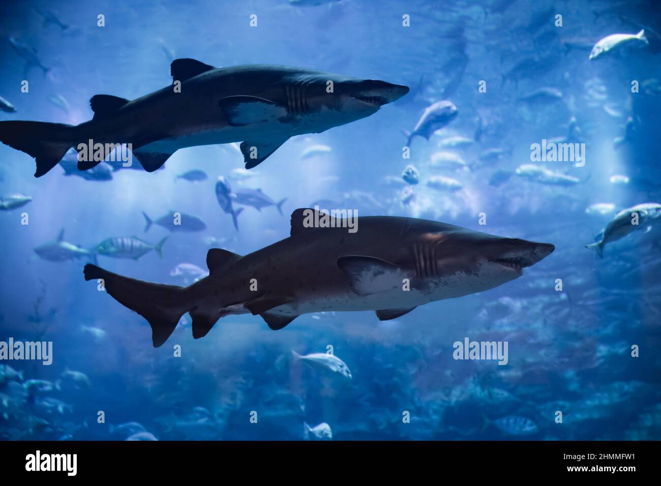 Great White Shark Stock Photo Alamy