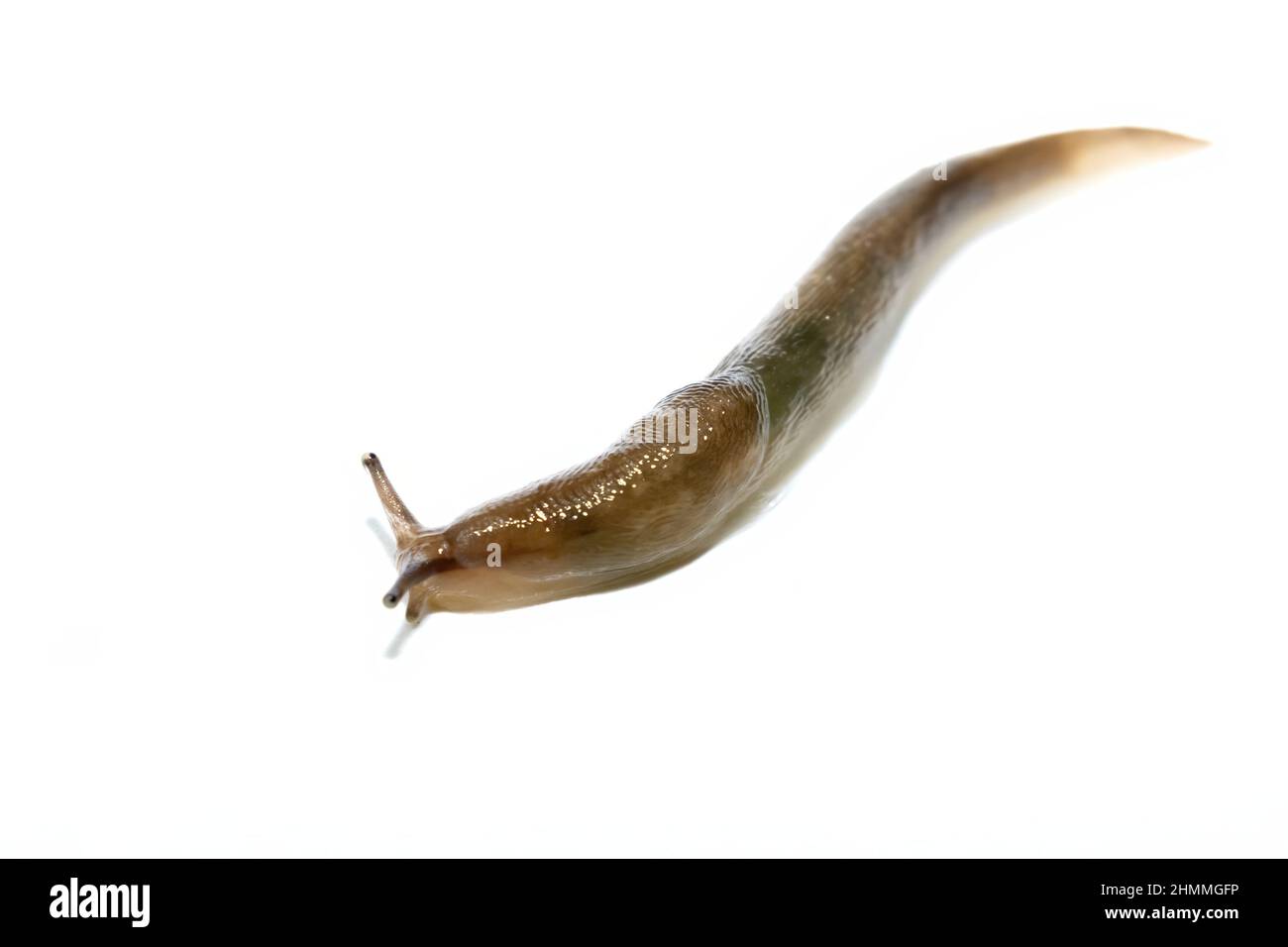 A common ground slug, arion ater, moving on a white background Stock Photo