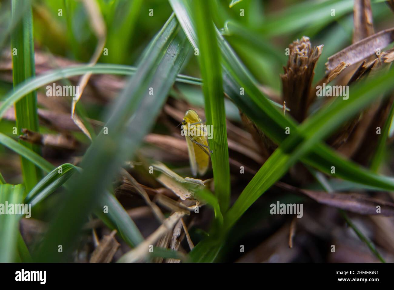 Closeup of an empoasca bug on plants Stock Photo
