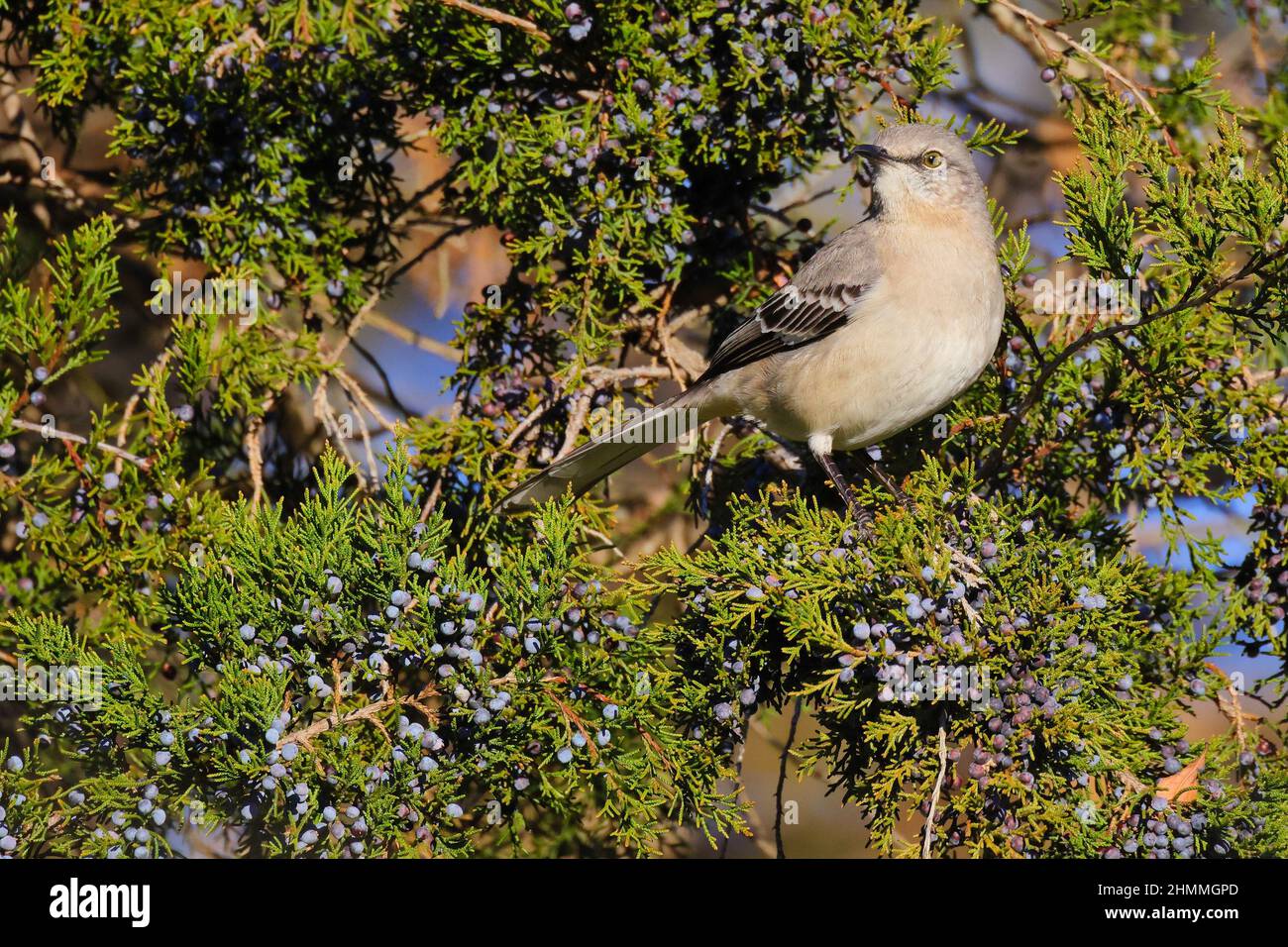 Mocking Bird Tree Closeup portrait of a gray Polyphonic Mockingbird perched on a green ...