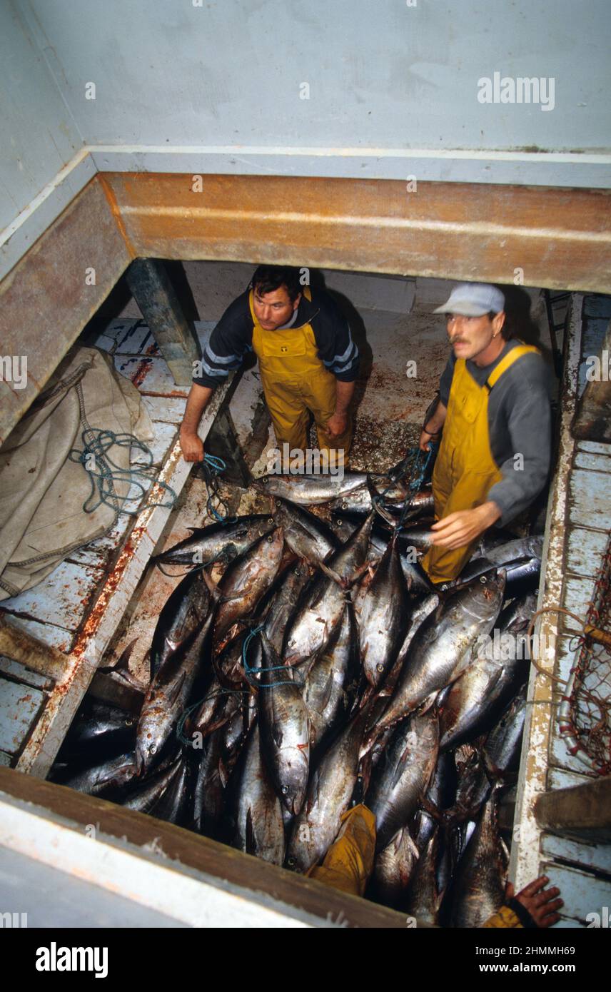 Red Tuna fishing mediterranean sea Baleares islands Spain Stock Photo