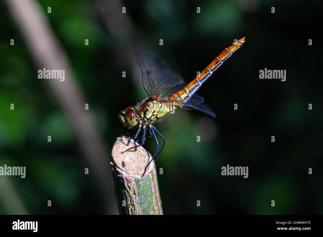 Close-up image of a dragonfly (libelle, libellule) resting on the tip of a plant  in the garden while it's sunny outside. Wings are still in motion. Stock Photo