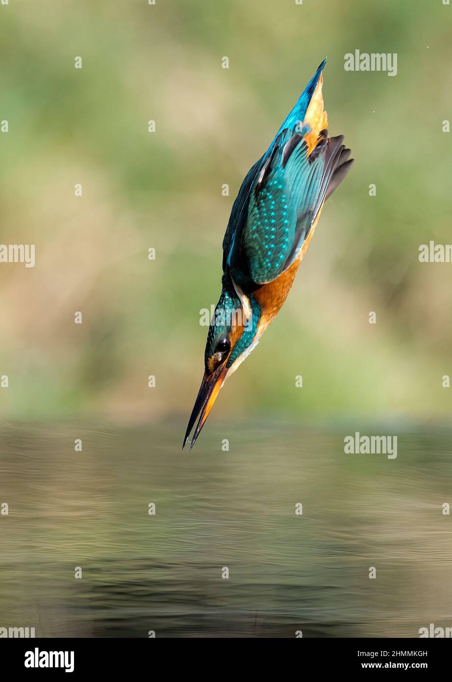 A female kingfisher dives into the water to catch a small brown trout