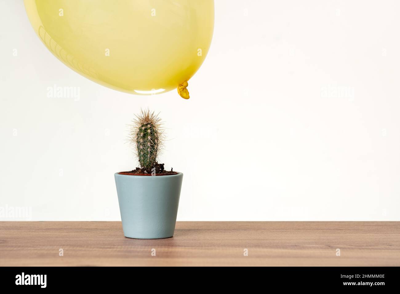 Balloons floatingon air close to cactus. Risk, danger zone, tense concept. Stock Photo