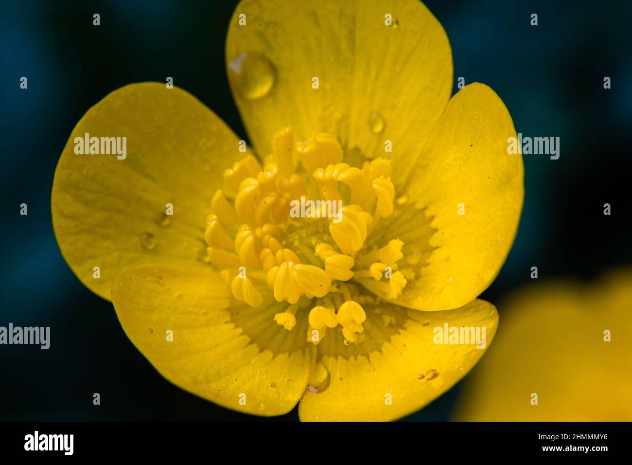 Closeup Of The Ranunculus Bulbosus, Commonly Known As Bulbous Buttercup ...