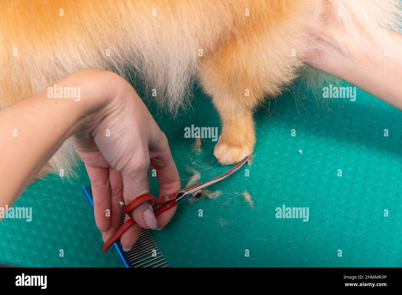 Professional groomer takes care of Orange Pomeranian Spitz in animal beauty salon. Grooming salon worker cuts hair on decorative toy dog paw in close Stock Photo
