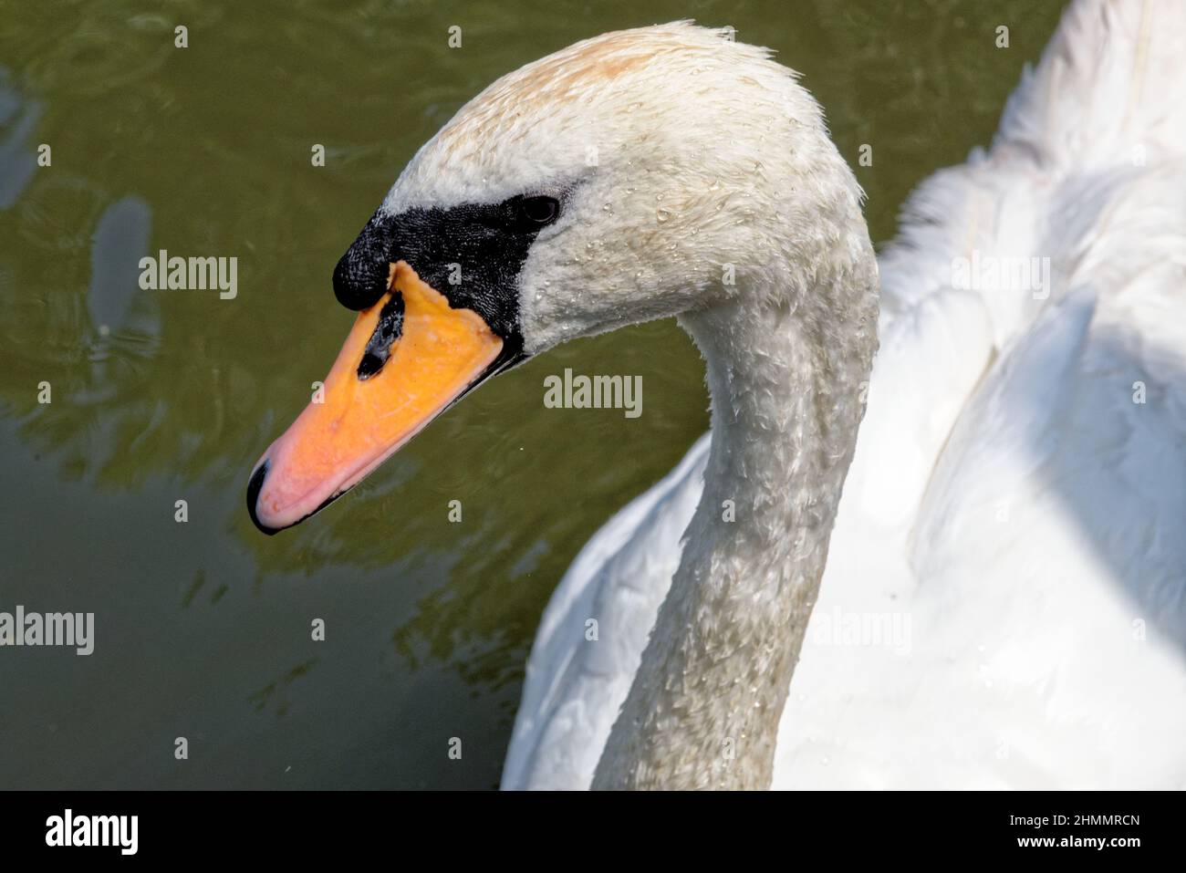 Swan by the River Kennet in Reading - Berkshire - United Kingdom Stock Photo