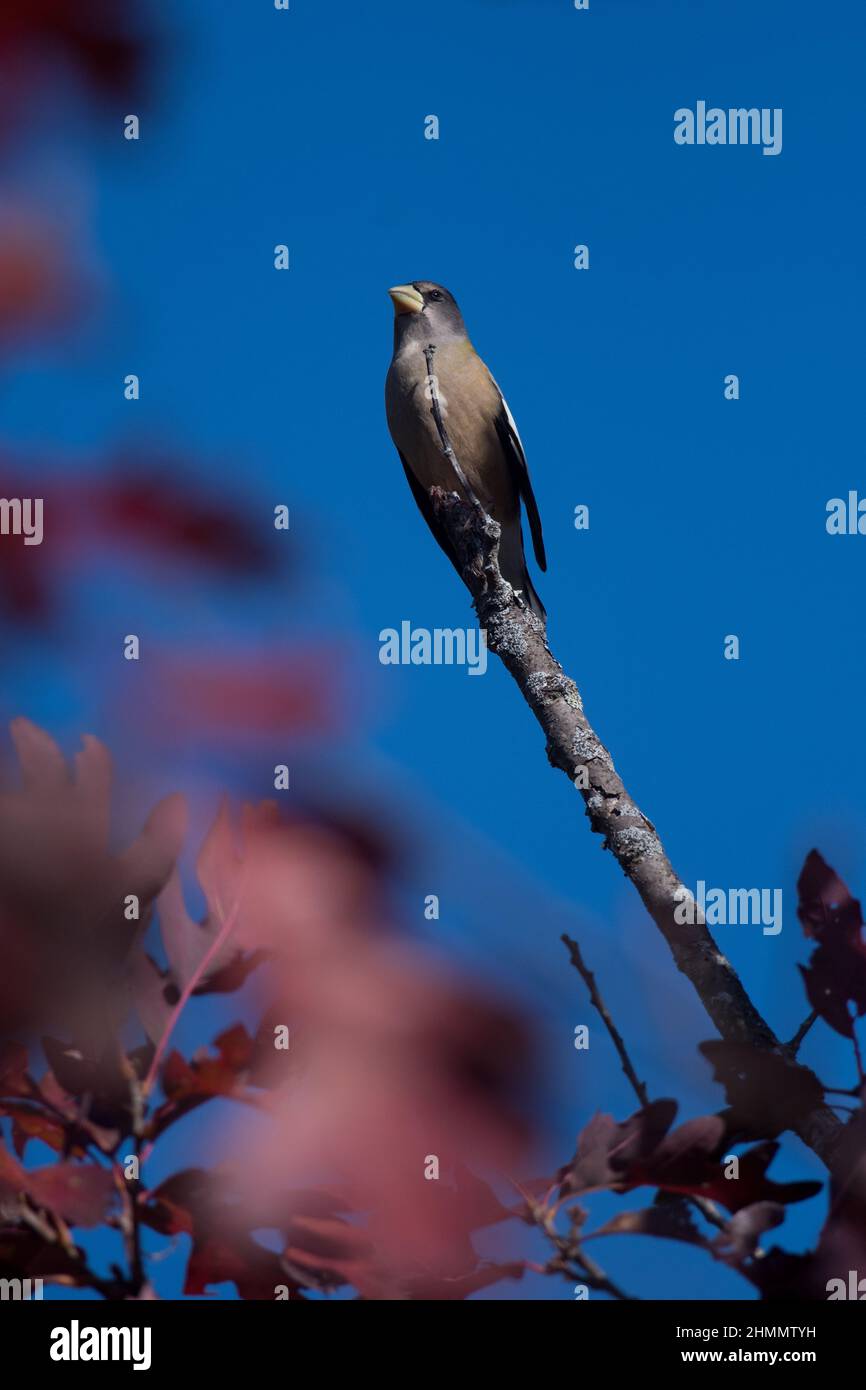Evening Grosbeak perched atop the tip of an oak tree branch in New York Stock Photo