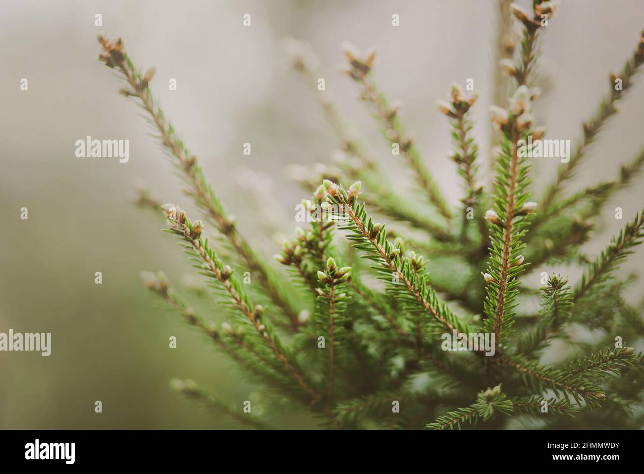 Beautiful fir branches with green needles and young cones on a misty spring morning. The nature of the taiga. Coniferous spruce forest. Stock Photo