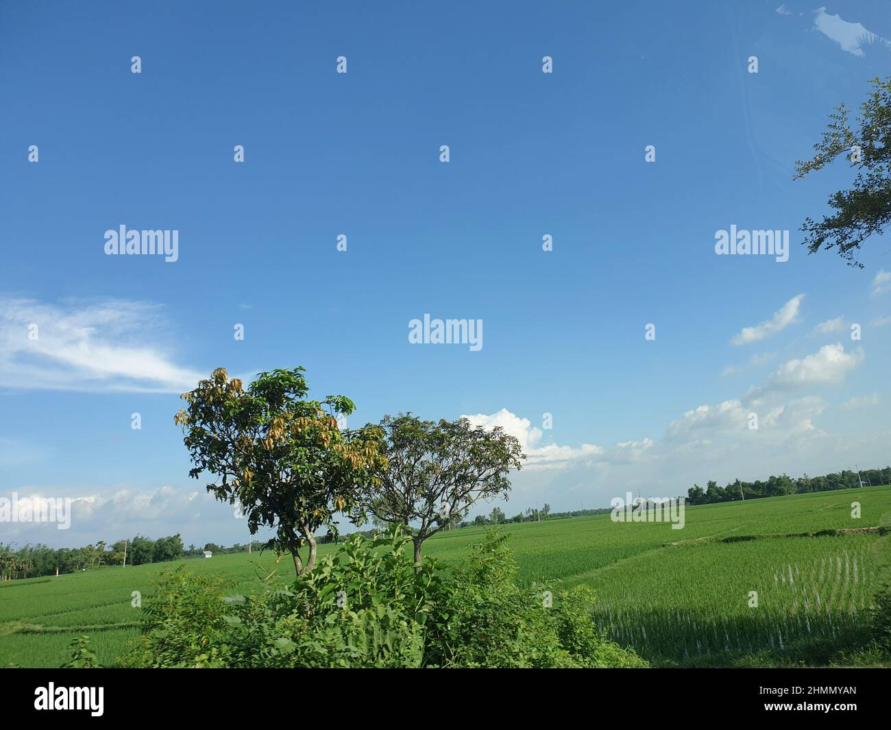 Green field with trees under cloudy sky Stock Photo - Alamy